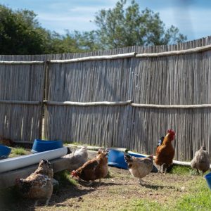 Bo-den-See Chickens