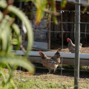 Bo-den-See Farm Life
