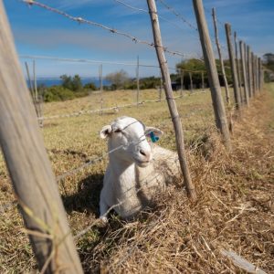 Bo-den-See Sheep