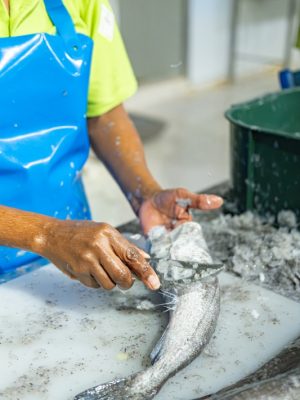 fishalicious fish cleaning